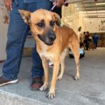 Adopción