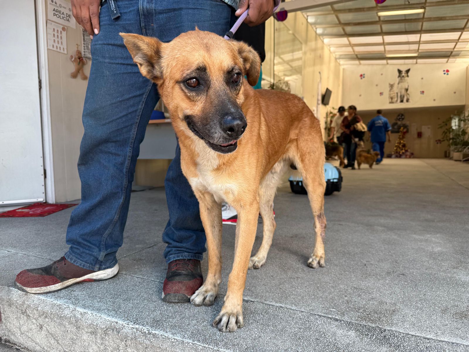 Adopción