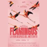 Flamingos