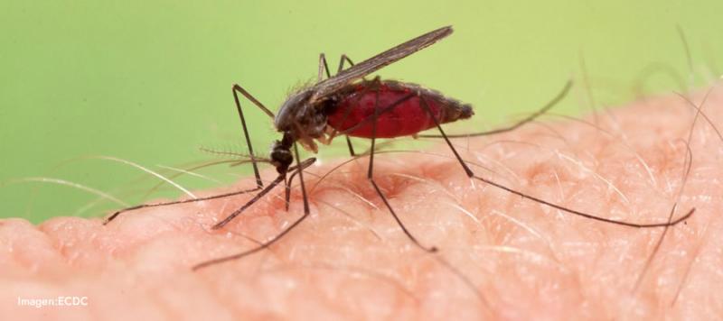 Malaria 1